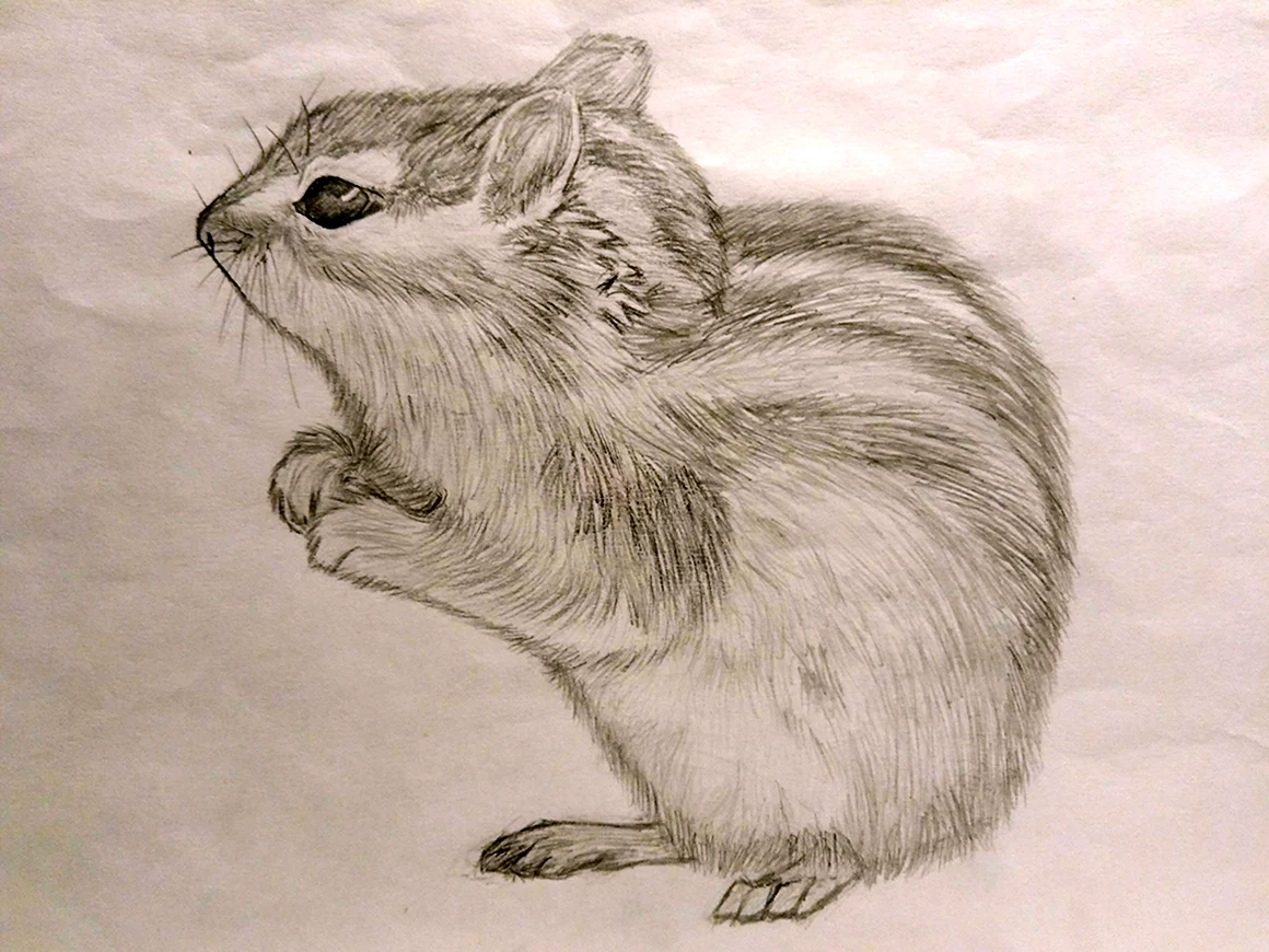 Хомяк карандашом
