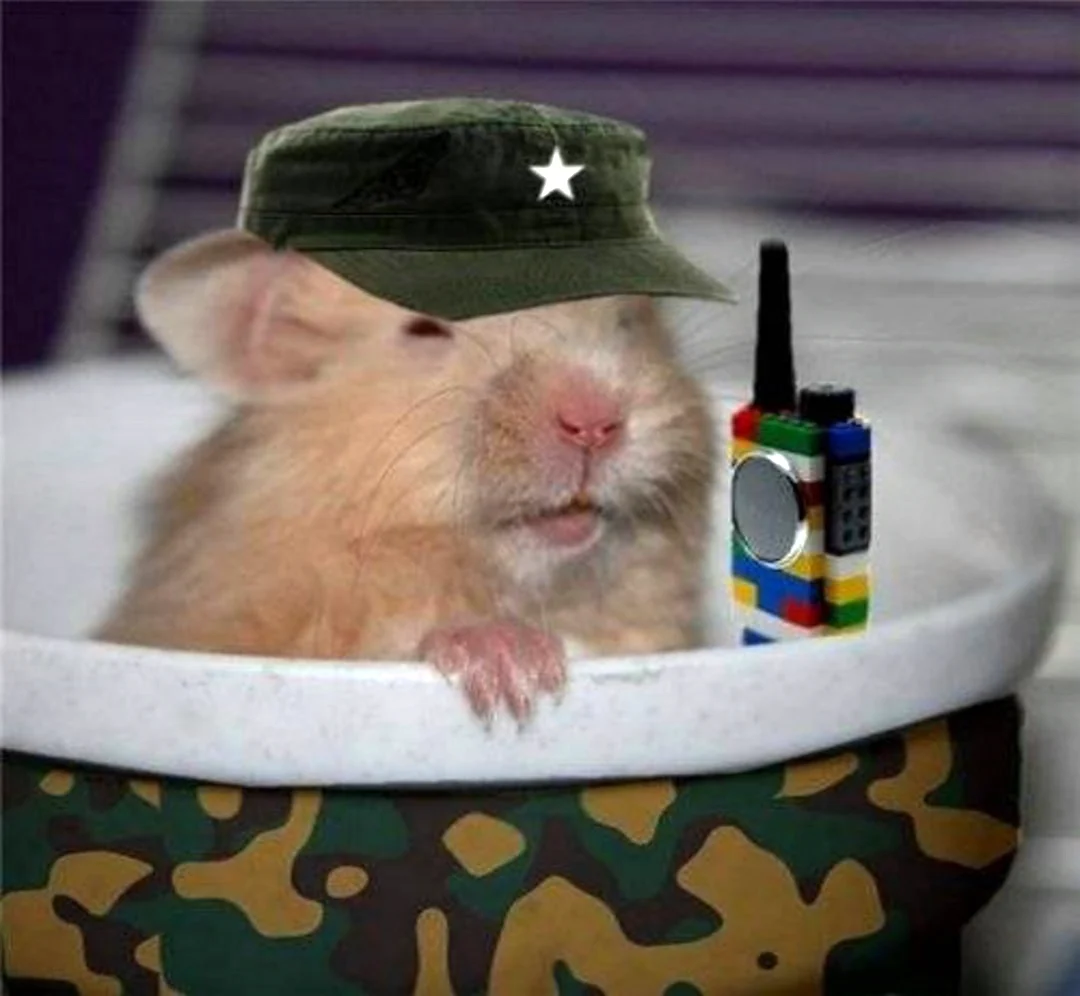 Хомяк военный