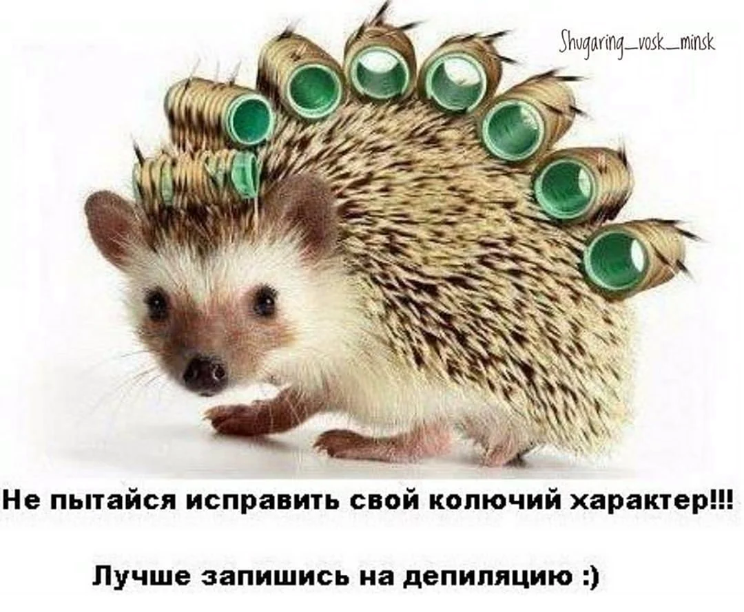 Хорошего дня Ежик
