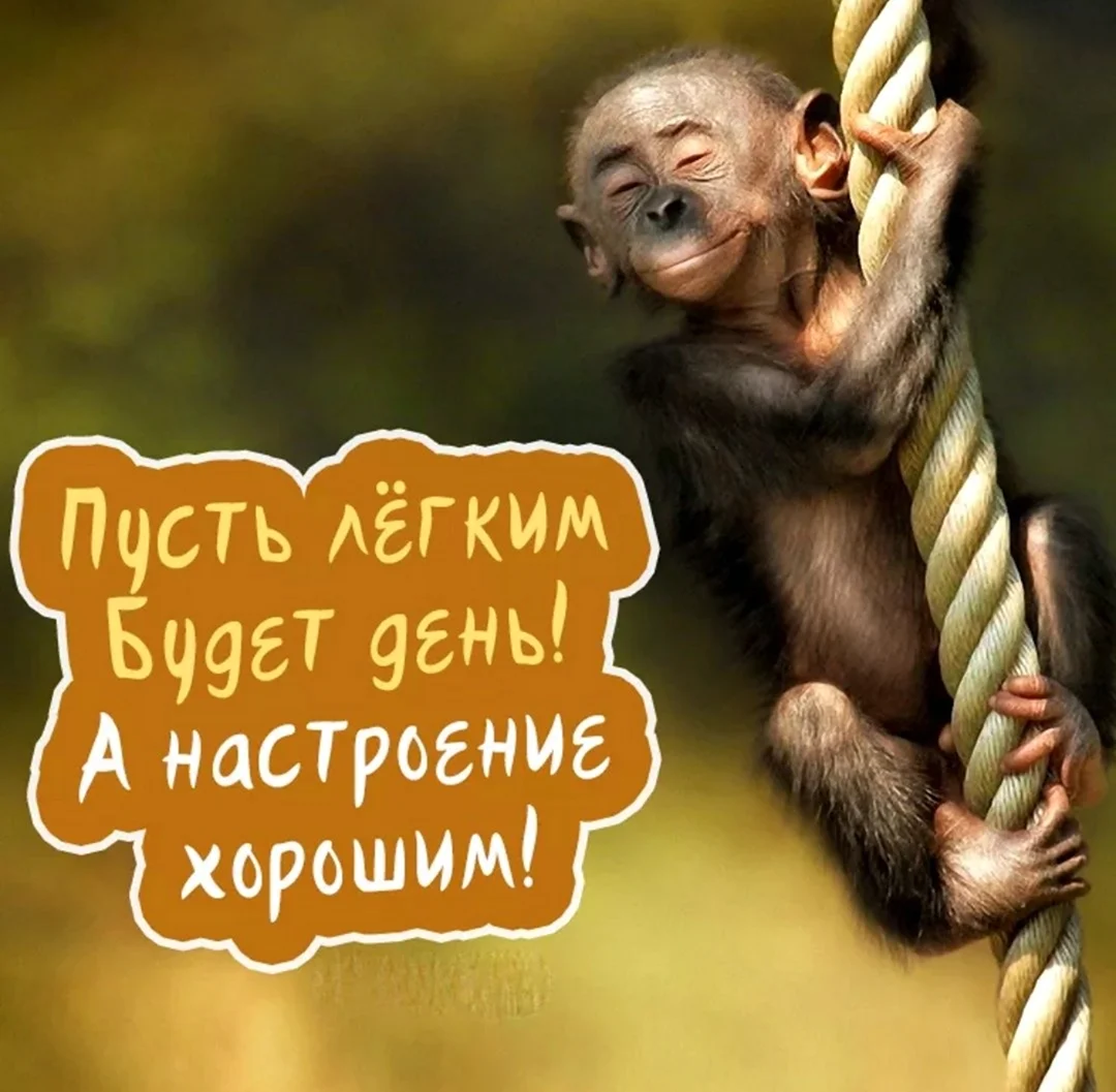 Хорошего дня прикольные