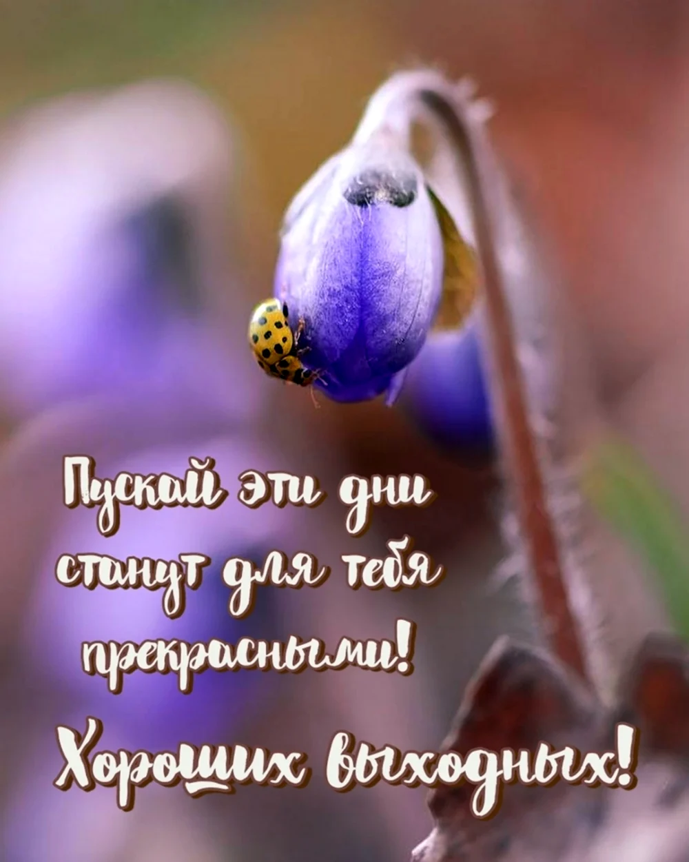 Хороших выходных