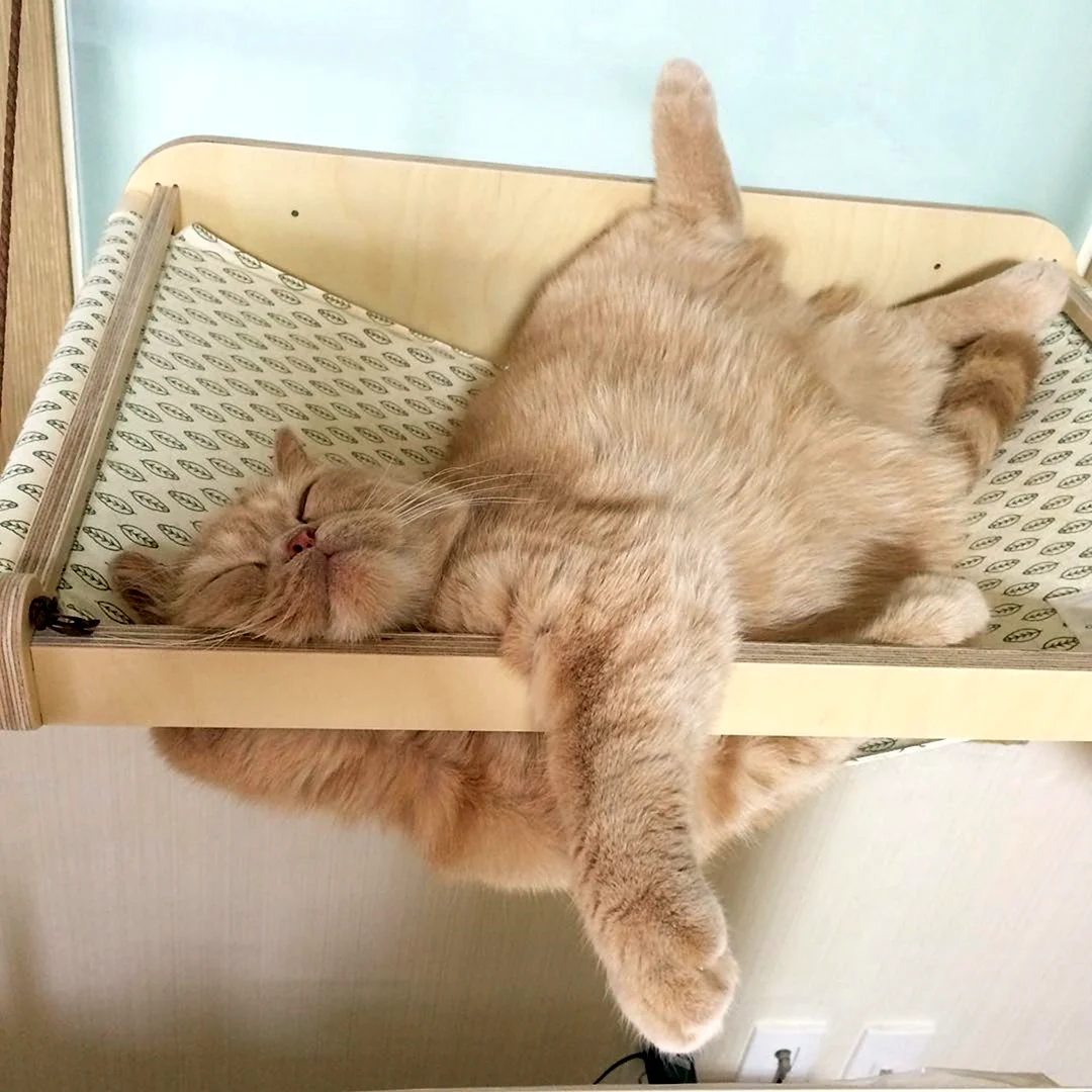 Хороших выходных котики
