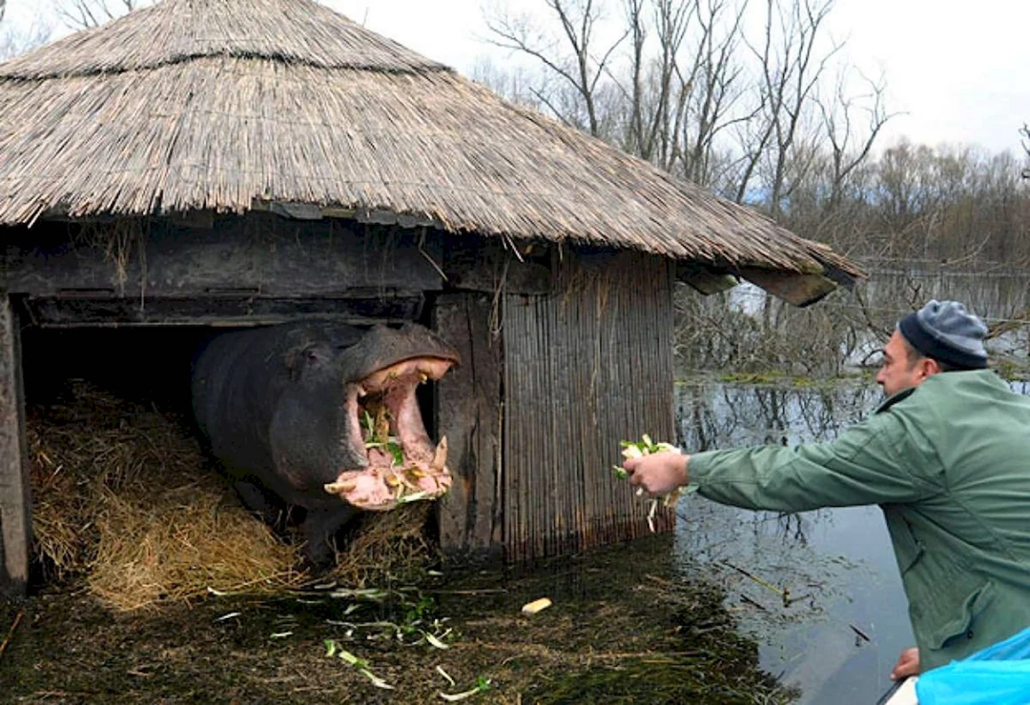 Хорошо в деревне