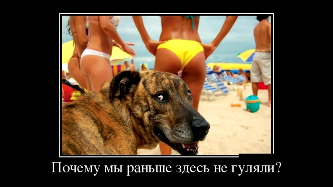Хозяин палку кинешь