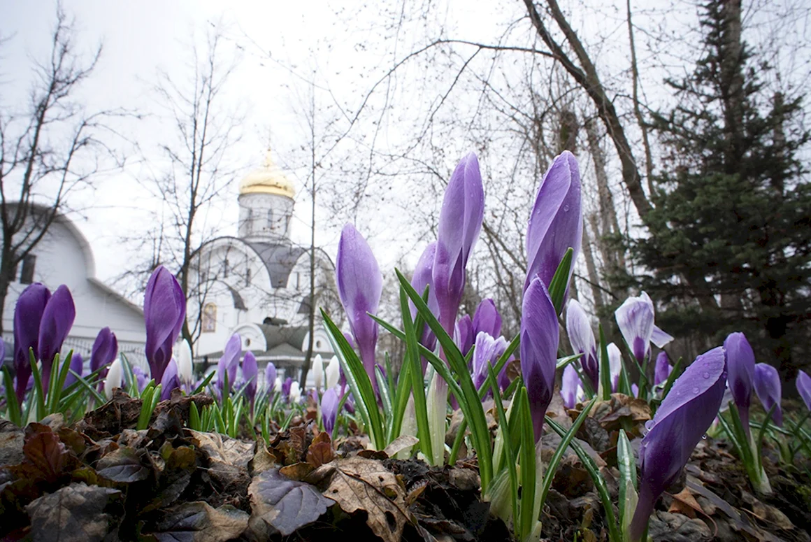 Храм и подснежники