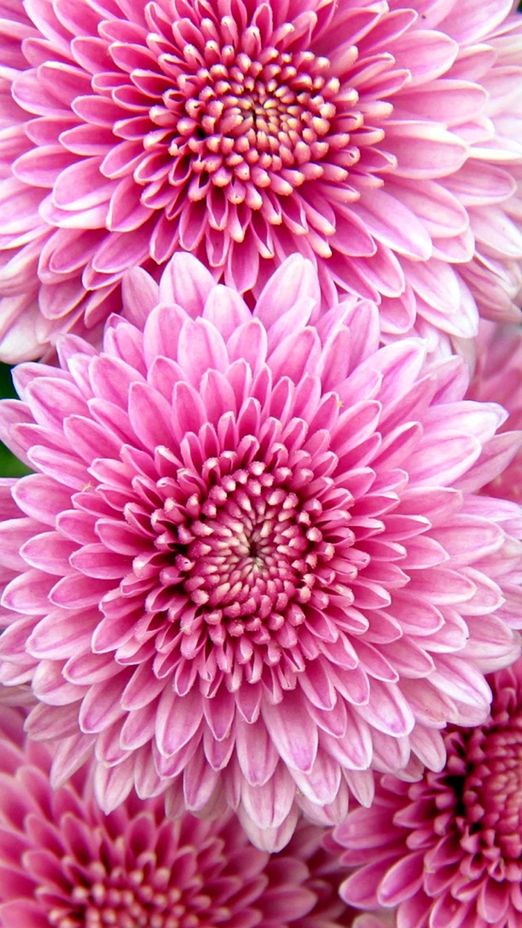 Хризантема Avalon Pink