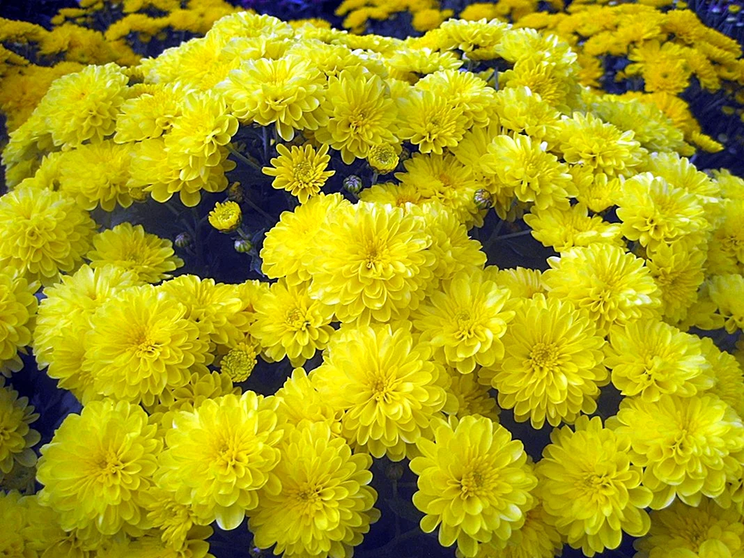 Хризантема Beppie Yellow