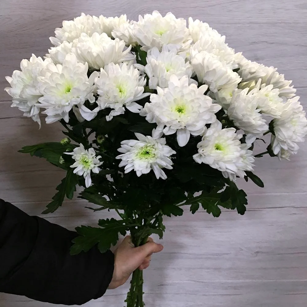 Хризантема Букетная