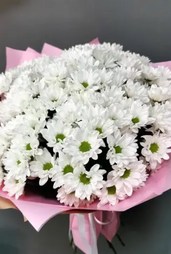 Хризантема кустовая Альбариньо