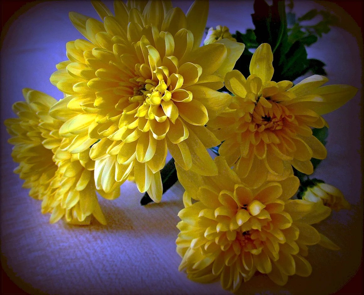 Хризантема Wonder Yellow
