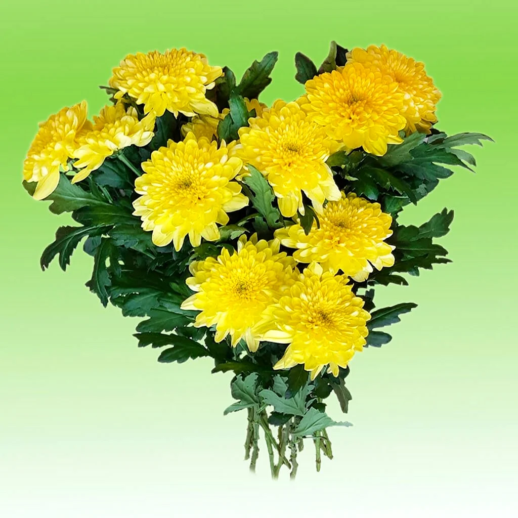 Хризантема Zembla Sunny