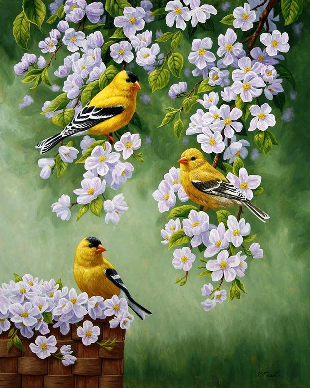 Художник Jan Weenink мир птиц