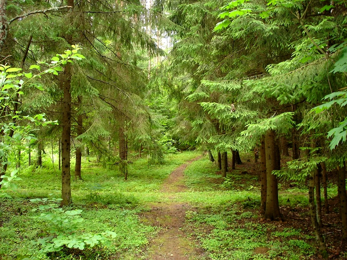 Хвойный лес ельник