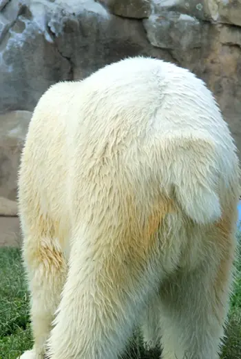 Хвост медведя
