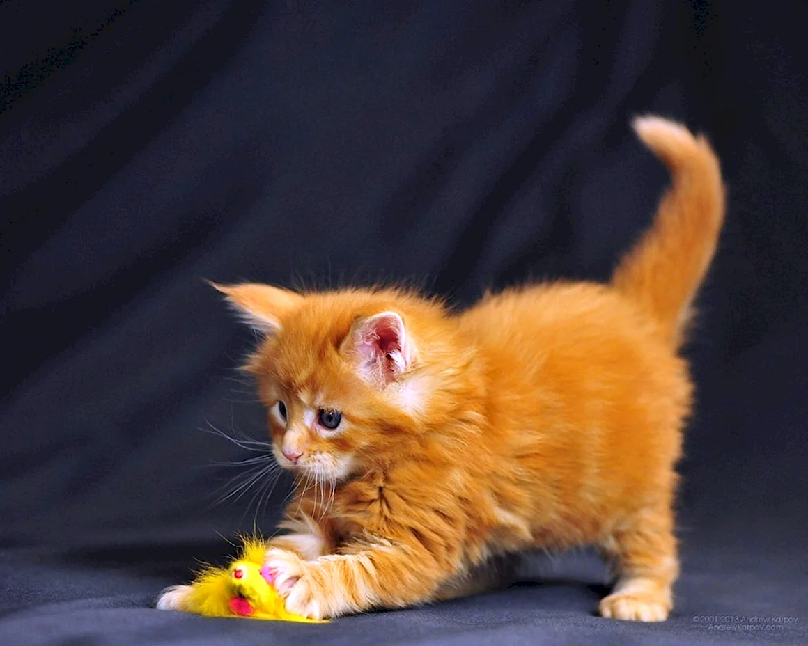 Кимрик котенок рыжий