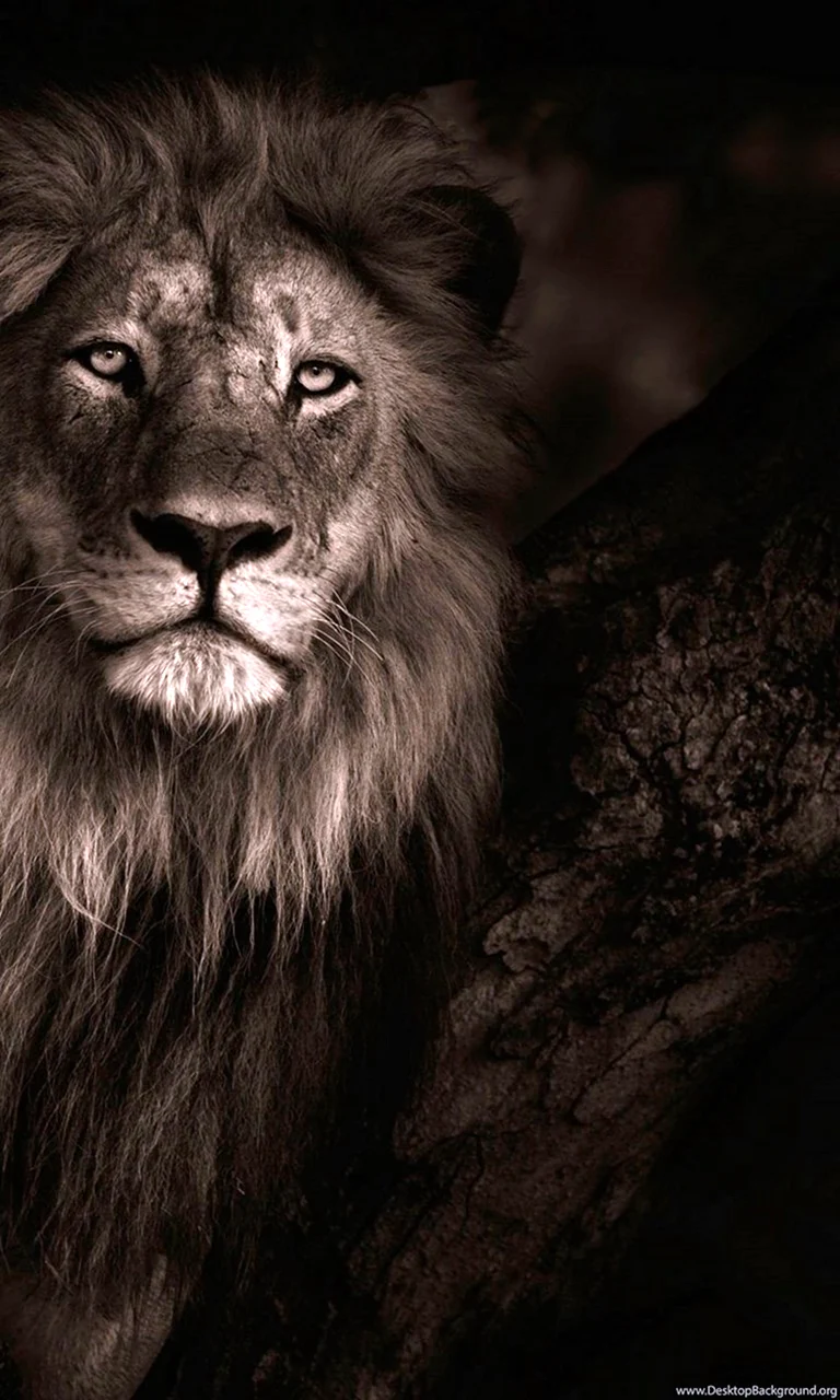 King Lion Black foto