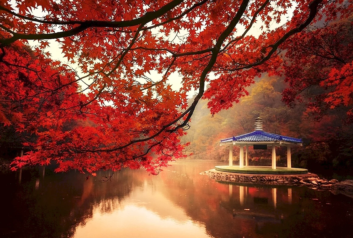 Киото храм красный клен