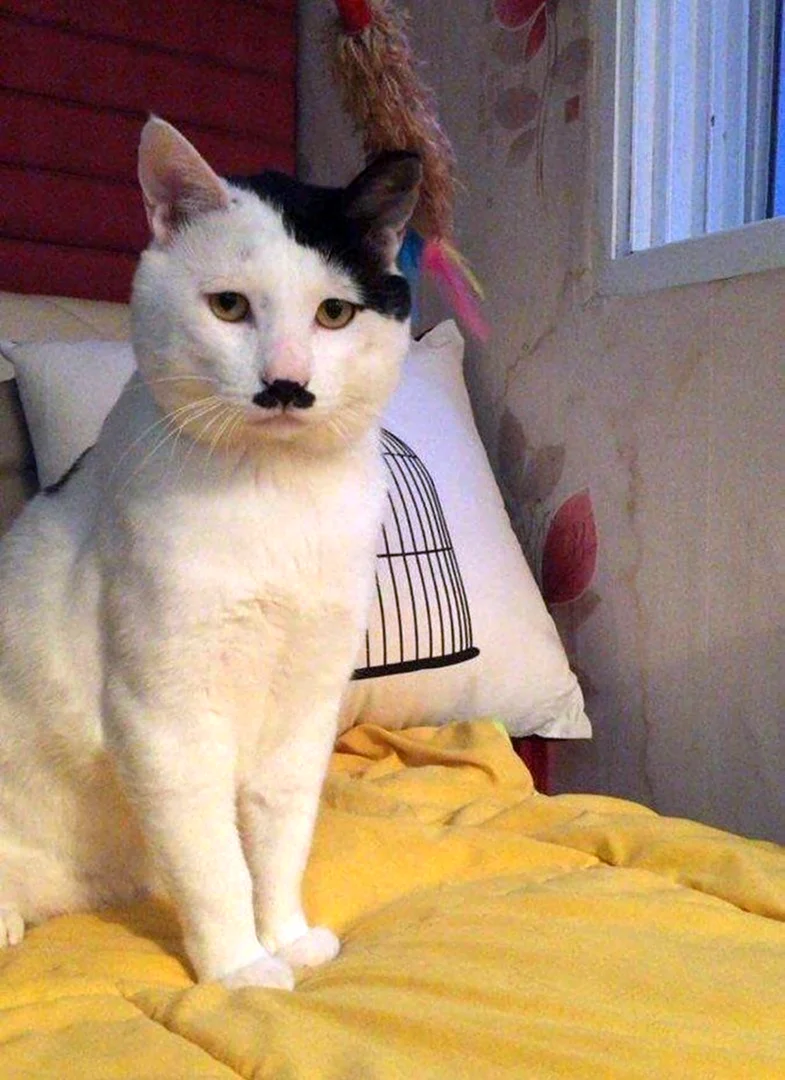 Китлер кот