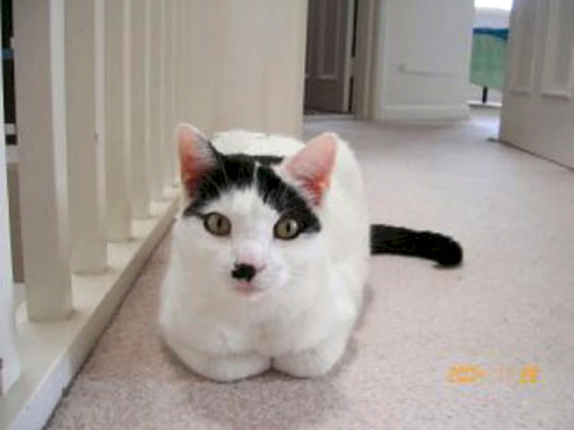 Китлер кот