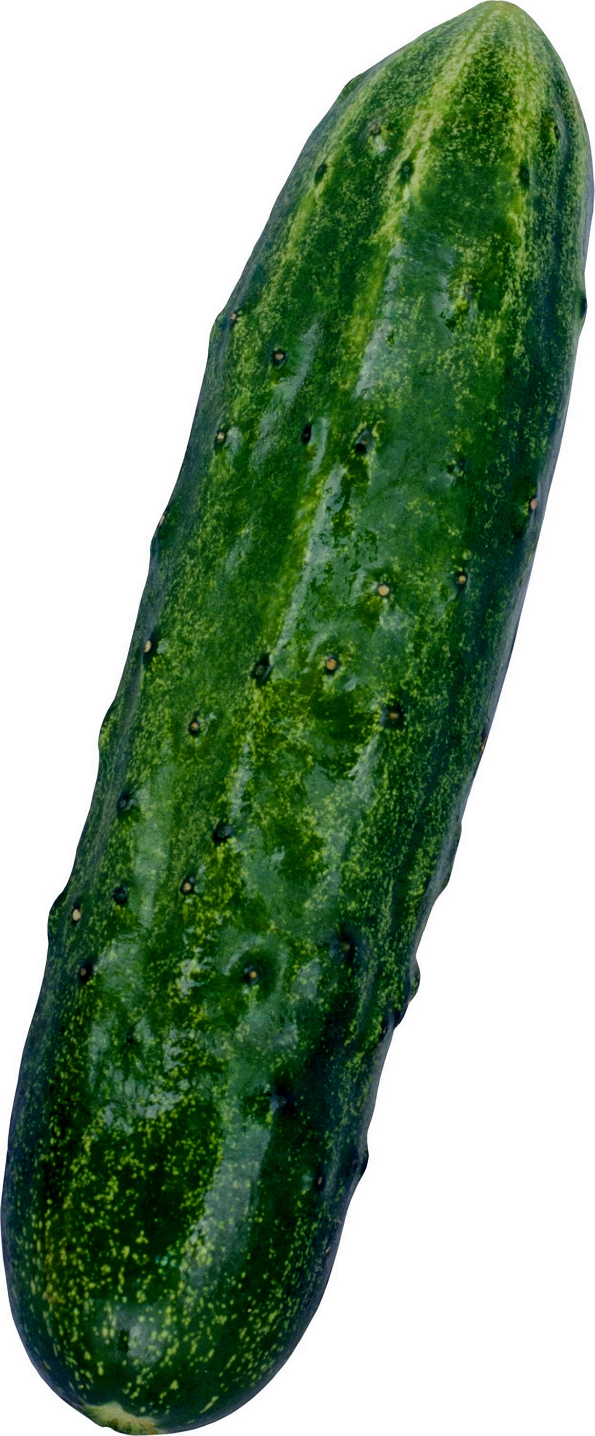 Кьюкамбер Кукумбер