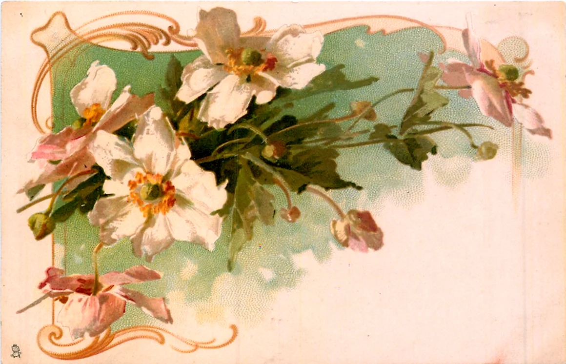Клематис Катарины Кляйн