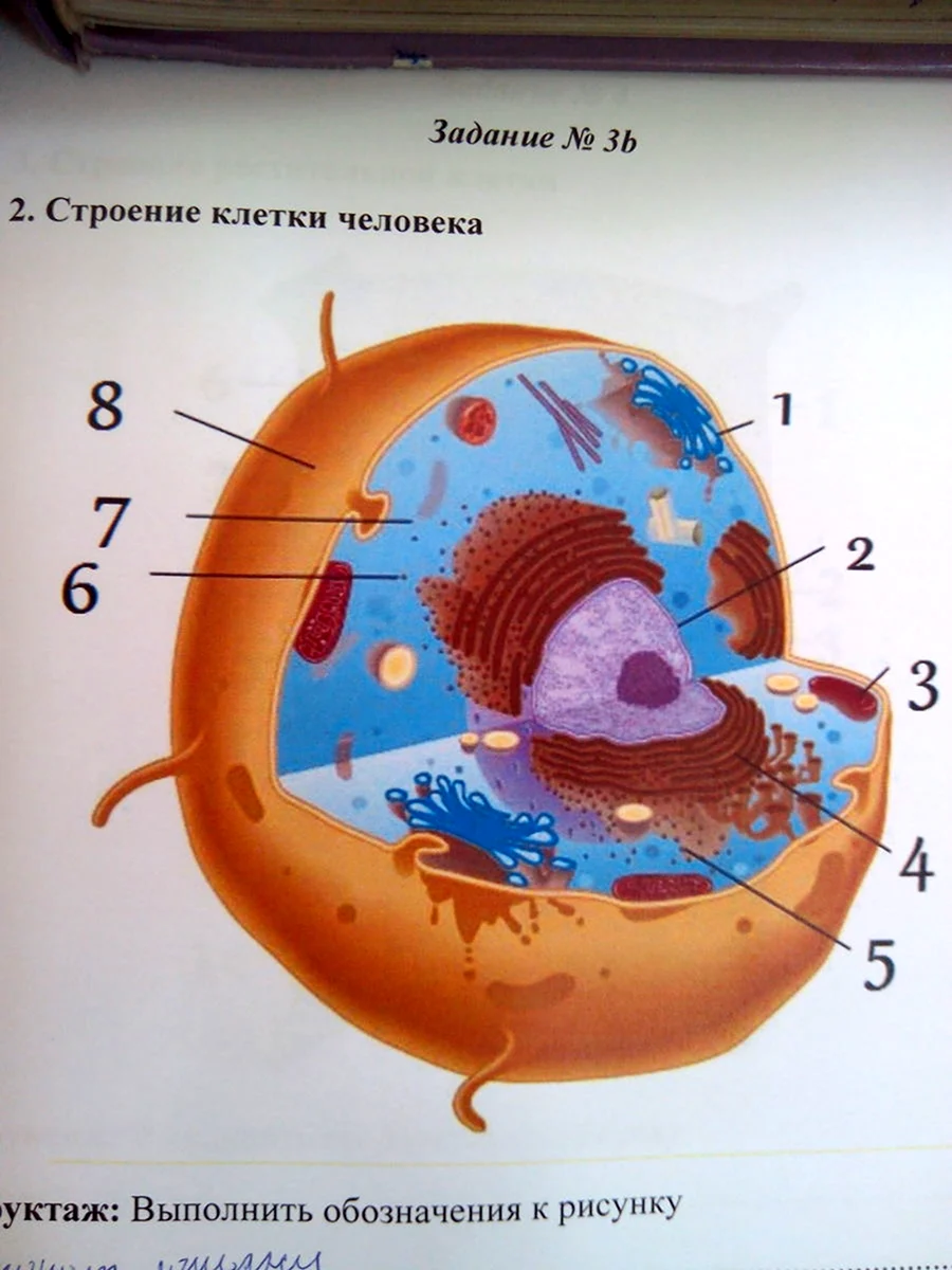 Клетка человека биология 8