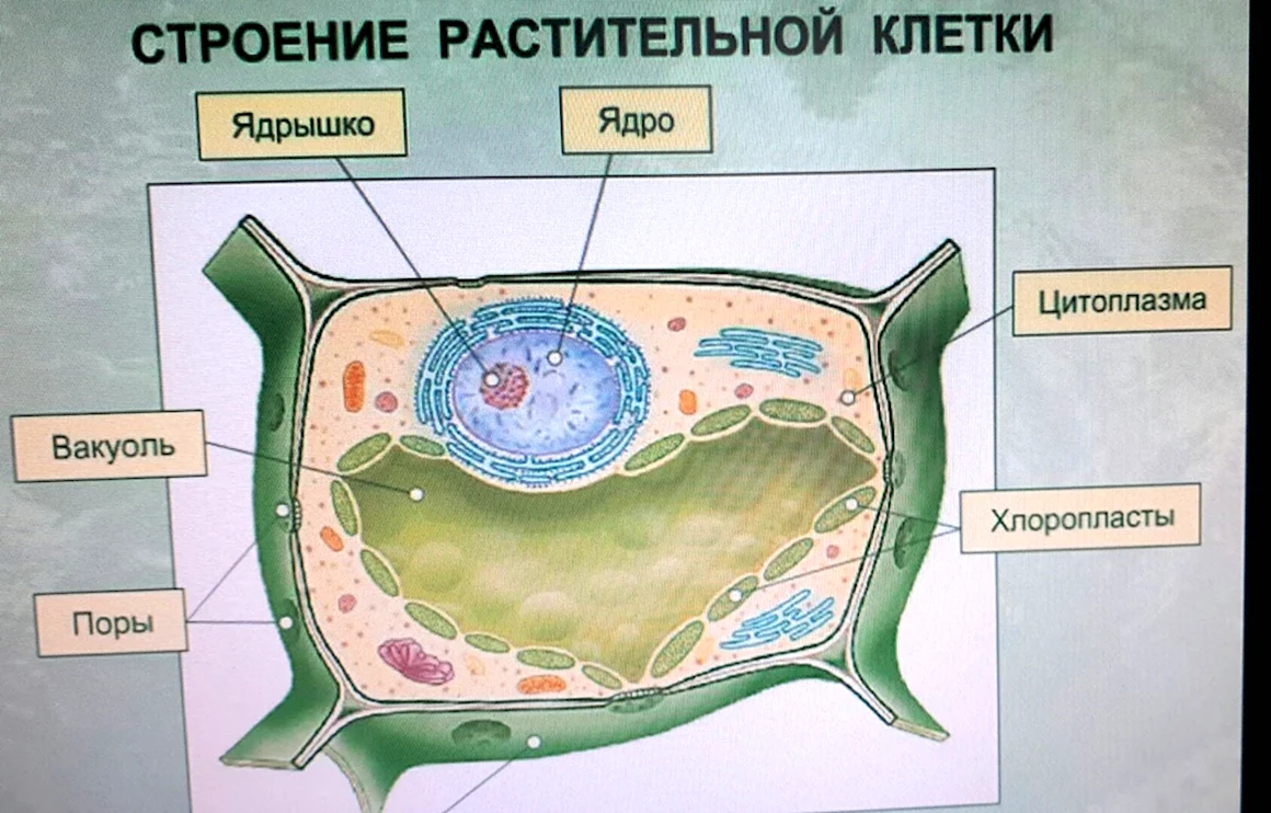 Клетки биология 6 класс растительная клетка