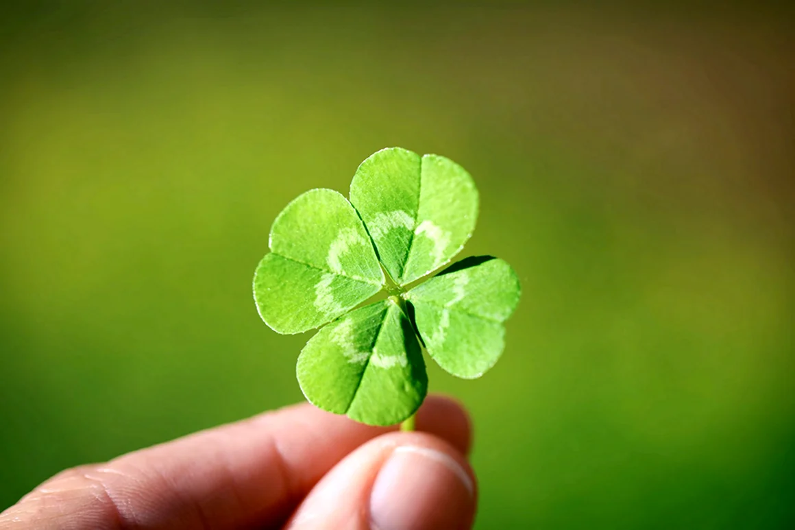 Клевер четырехлистный good luck