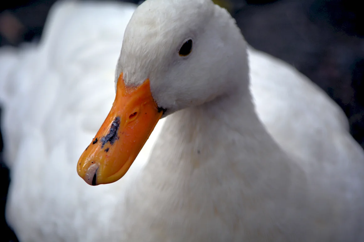 Клюв утки