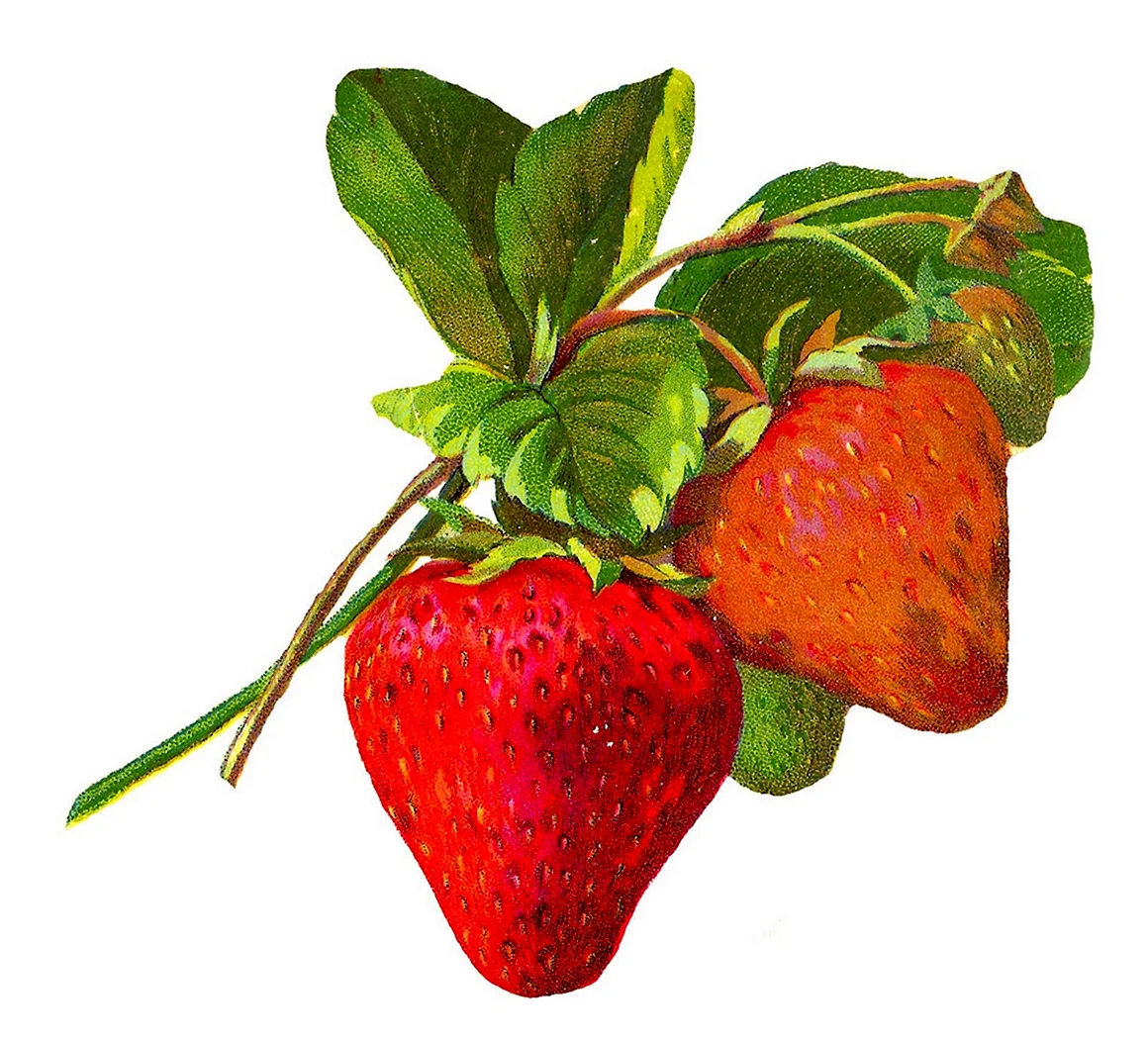 Клубника акварелью