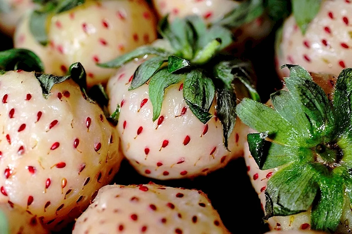 Клубника Ананасная Пайнберри
