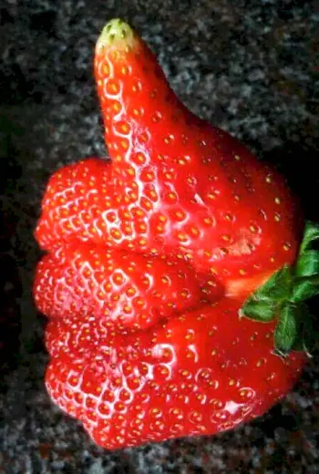 Клубника Моника