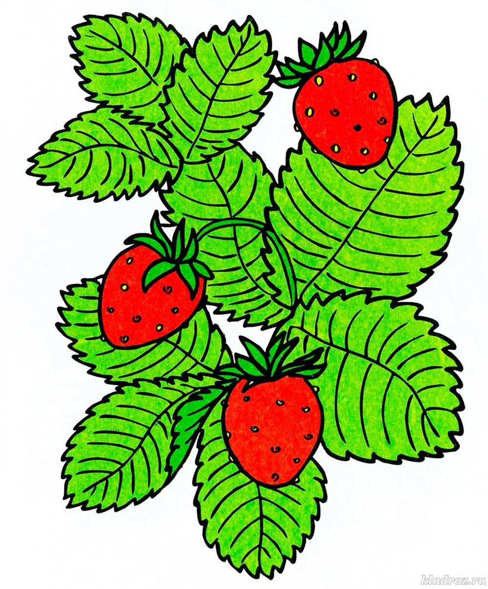 Клубника раскраска цветная