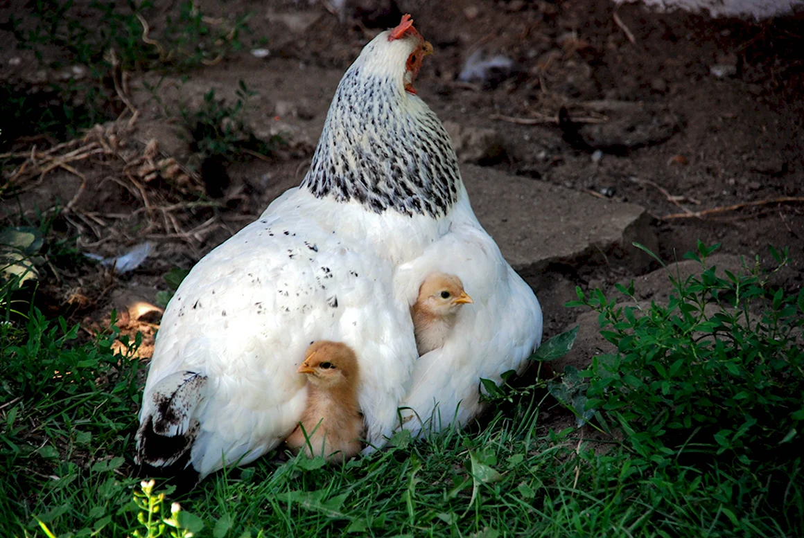 Клуша курица