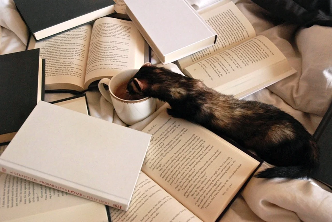 Книга животные