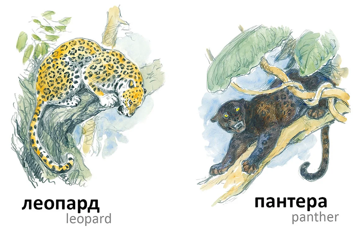 Книга животные жарких стран