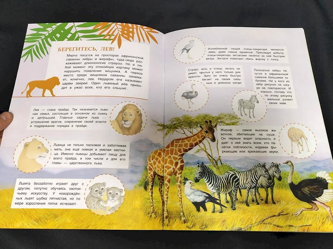 Книга животные жарких стран