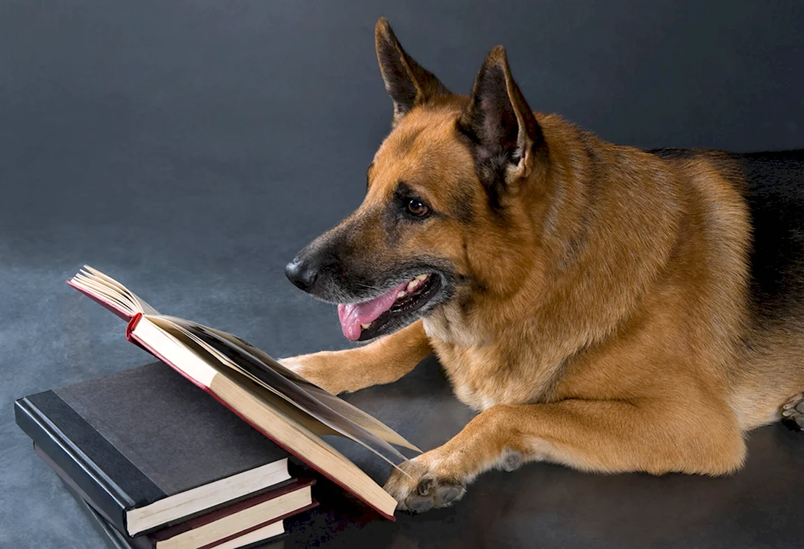 Книги про овчарок