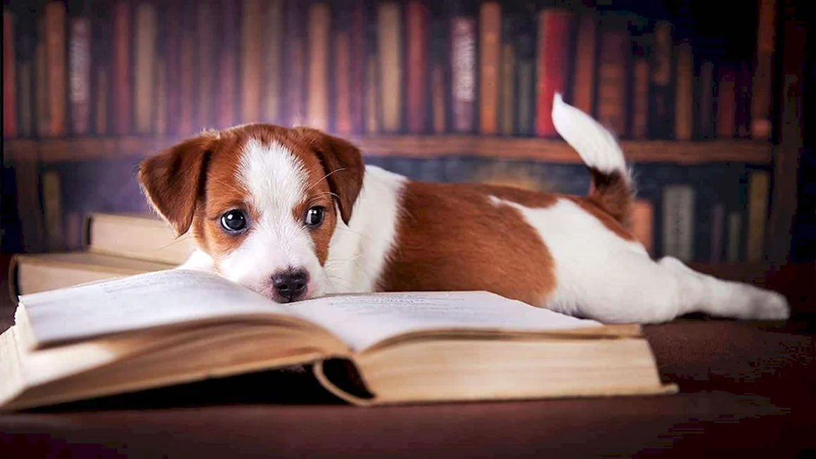 Книги про собак