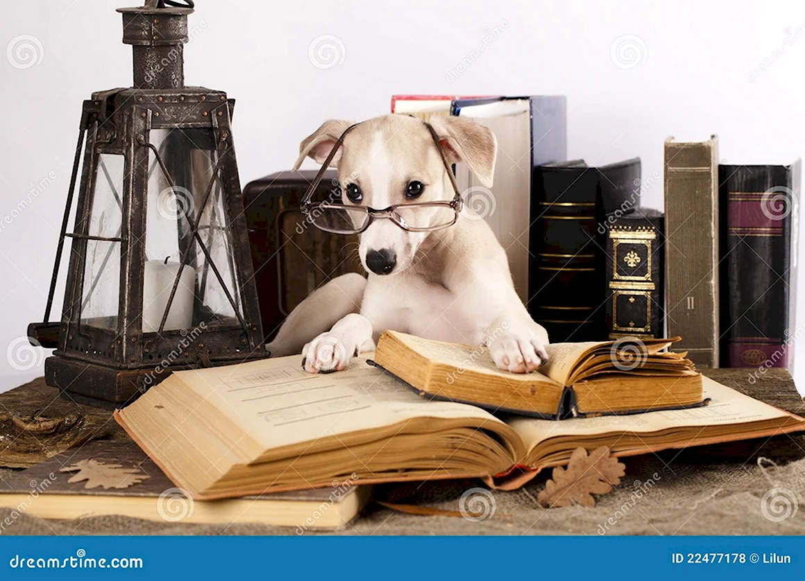 Книги про собак