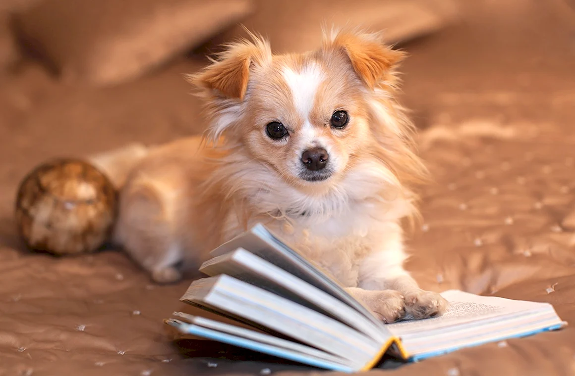 Книжные собаки