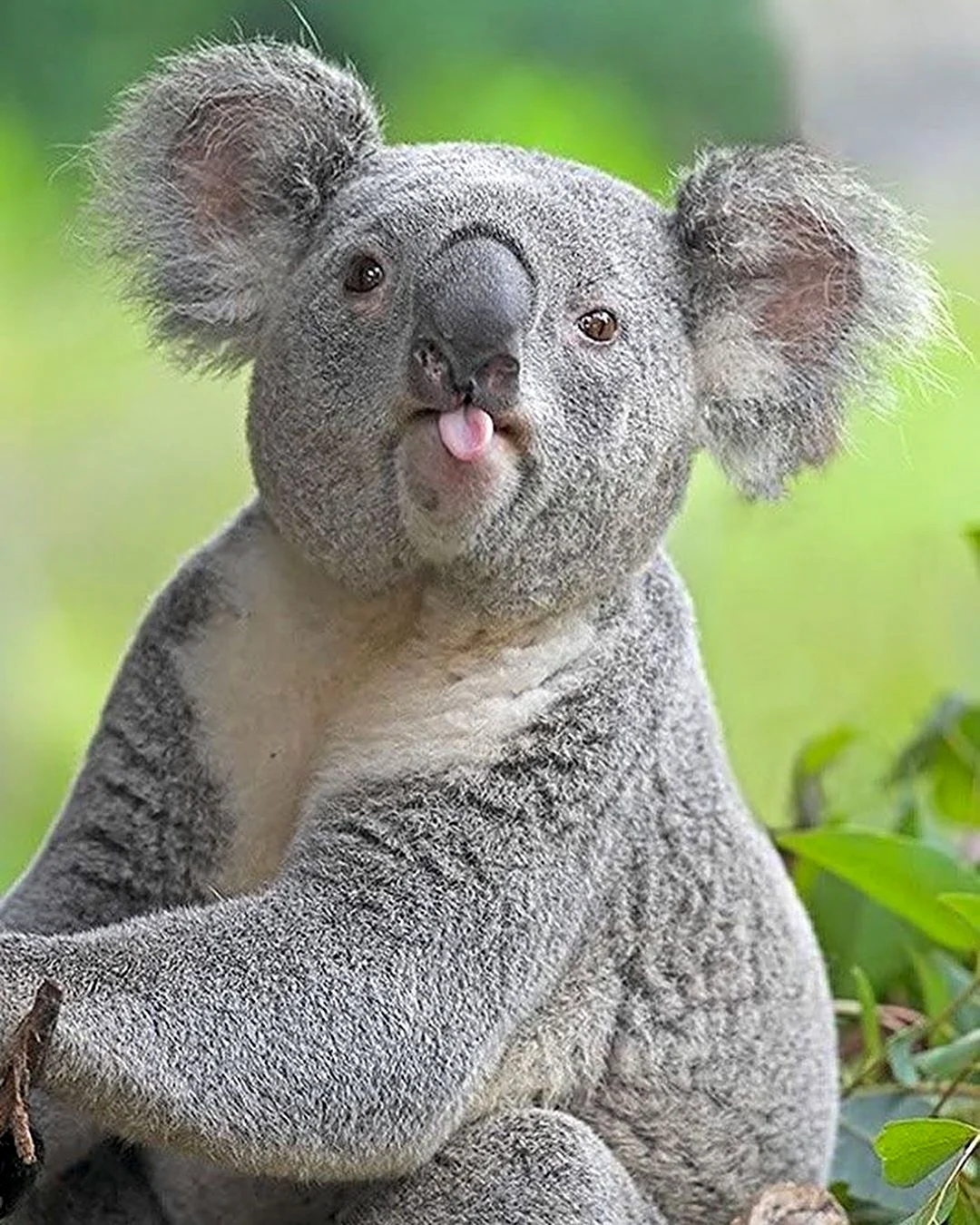 Коала
