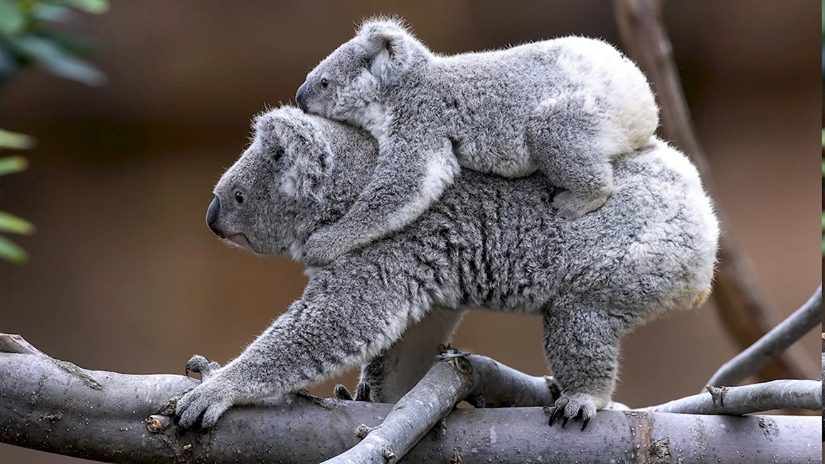 Коала
