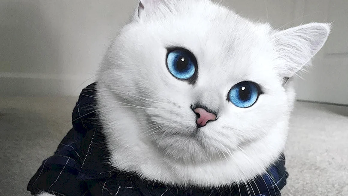 Коби кошка с голубыми глазами