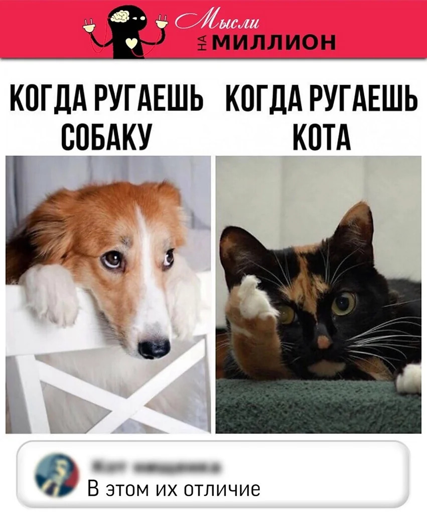 Когда ругаешь собаку и кота