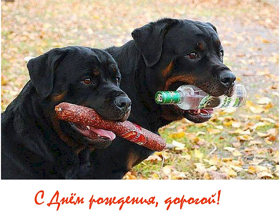 Колбаса для собак