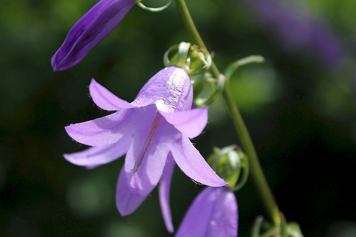 Колокольчик Кампана Lilac