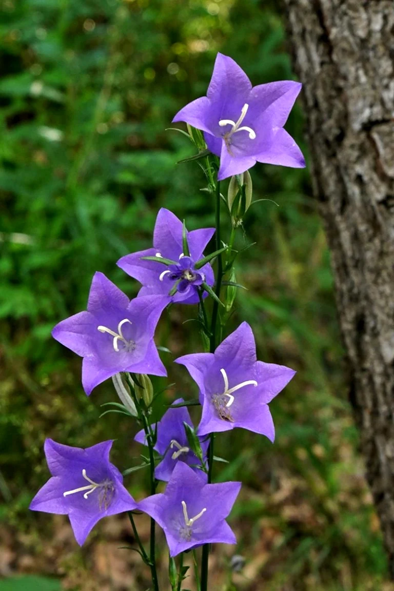 Колокольчик Кампанула