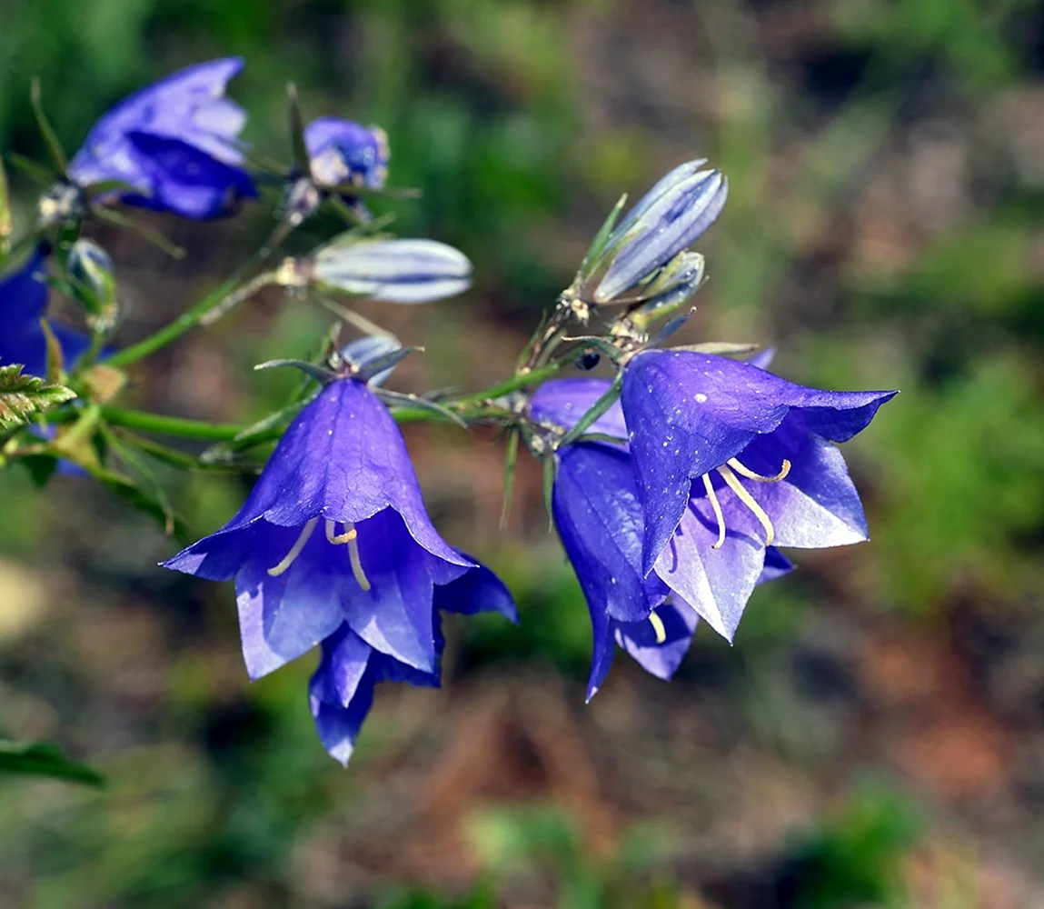 Колокольчик персиколистный Campanula persicifolia