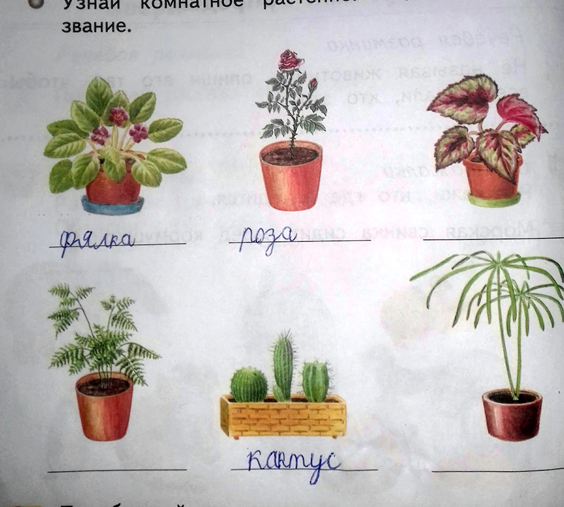 Комнатные растения окружающий мир